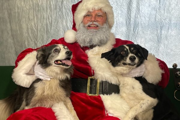Santa and the dogs
